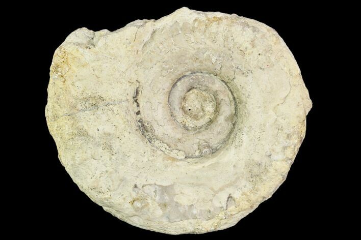 Fossil Ammonite (Hildoceras)- England #110811